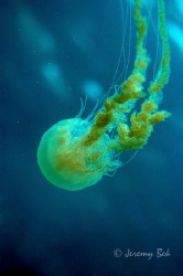 Jellyfish in Anambas,  Indonesia by Jeremy Bek 